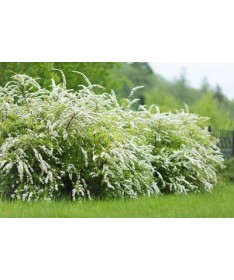 Tavolník šedý (Spiraea × cinerea) ‘Grefsheim’ P9/C1