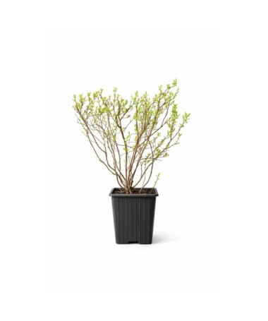 Tavolník šedý (Spiraea × cinerea) ‘Grefsheim’ P9/C1