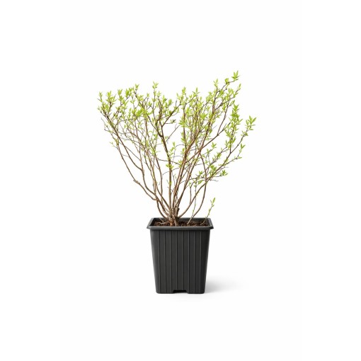 Tavolník šedý (Spiraea × cinerea) ‘Grefsheim’ P9/C1