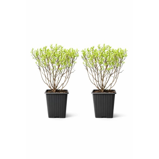 Tavolník šedý (Spiraea × cinerea) ‘Grefsheim’ P9/C1