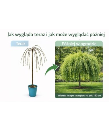 Vrba ‘Integra’ (roubovaná rostlina) kontejner C4