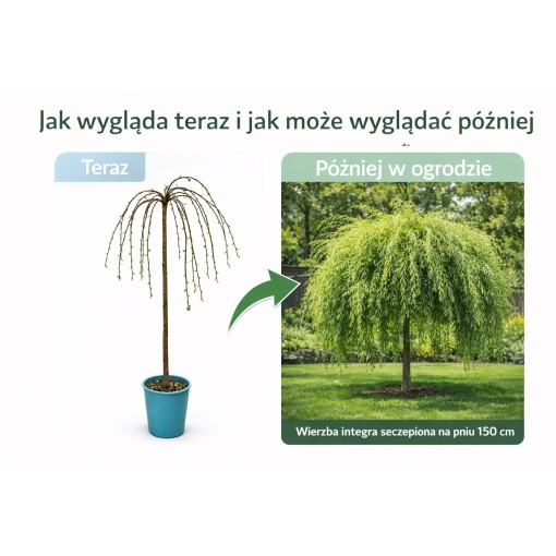 Vrba ‘Integra’ (roubovaná rostlina) kontejner C4