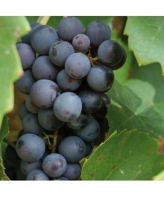 Vinná réva ‘Leon Millot'  C1