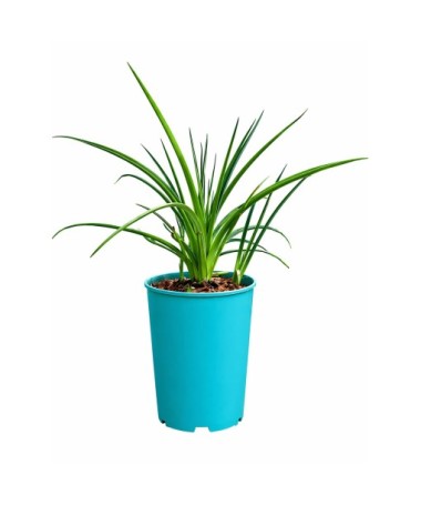 Kleopatřina jehla Red Hot Poker C4