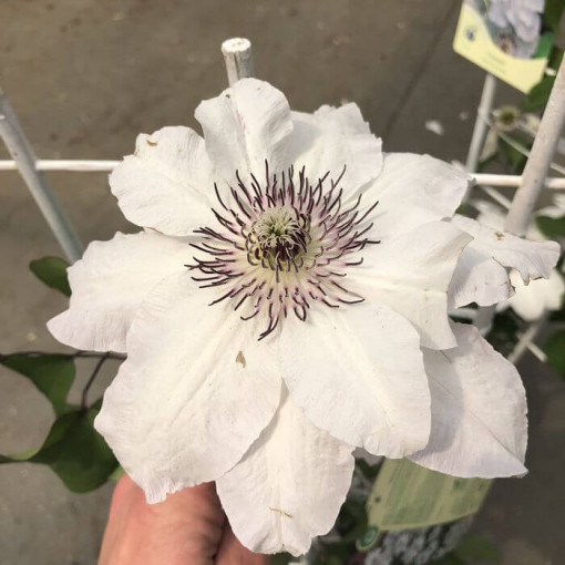 Clematis 'Maria Kaczyńska' 4L květináč