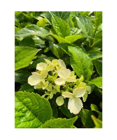 Hortenzie velkolistá 'Mariesii Perfecta' 4L