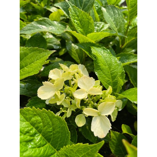 Hortenzie velkolistá 'Mariesii Perfecta' 4L
