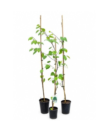 Bříza himálajská ‘Doorenbos’ (Betula) C2