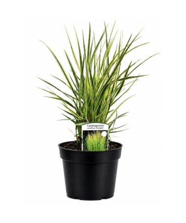 Calamagrostis × acutiflora ‘Overdam’ – Třtina ostrokvětá (C4)
