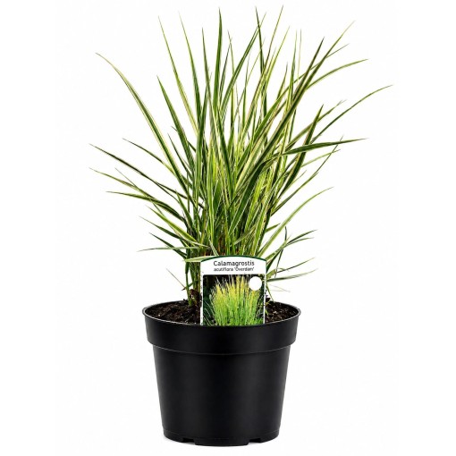Calamagrostis × acutiflora ‘Overdam’ – Třtina ostrokvětá (C4)