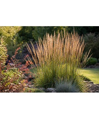Calamagrostis × acutiflora ‘Overdam’ – Třtina ostrokvětá (C4)