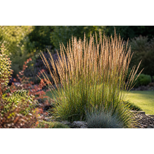 Calamagrostis × acutiflora ‘Overdam’ – Třtina ostrokvětá (C4)