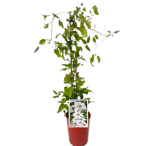 Clematis 'Maria Kaczyńska' 4L květináč