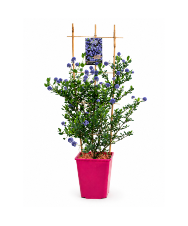 Zimostráz modrý ‘Victoria’ kontejner 6L