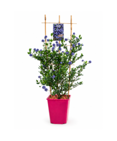 Zimostráz modrý ‘Victoria’ kontejner 6L