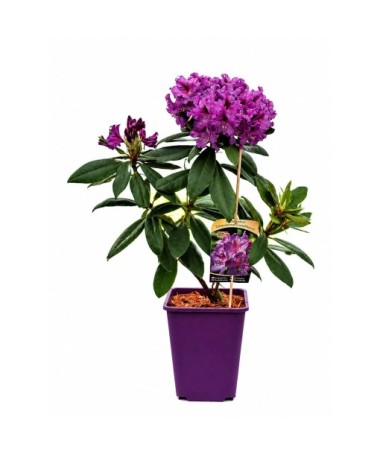 Rododendron (Azalka) Catawbiense Grandiflorum kontejner 6 l