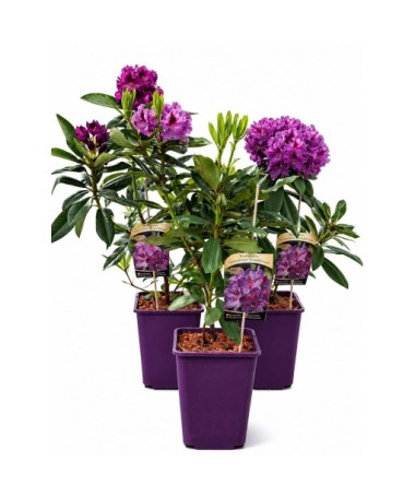 Rododendron (Azalka) Catawbiense Grandiflorum kontejner 6 l