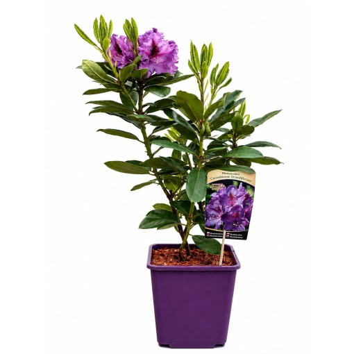 Rododendron (Azalka) Catawbiense Grandiflorum kontejner 6 l