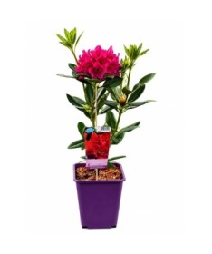 Rododendron (Azalka) Prinz Karneval kontejner 6 l