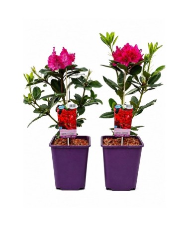 Rododendron (Azalka) Prinz Karneval kontejner 6 l