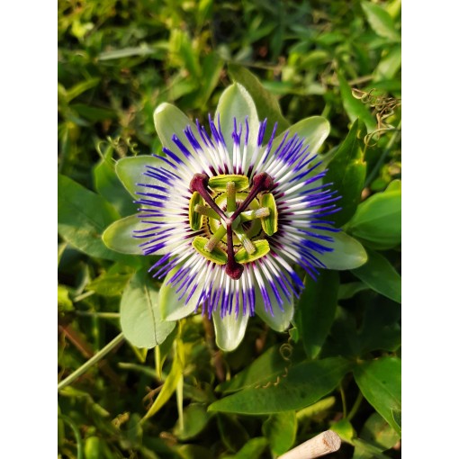 Mučenkova květina (Passiflora) 'Caerulea' C4