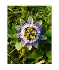 Mučenkova květina (Passiflora) 'Caerulea' C4