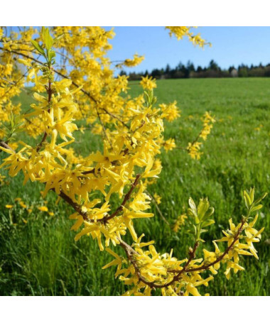 Forsythie 'Flojor' P9/C1