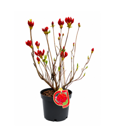 Rododendron (Azalka) Feuerwerk květináč,  C10