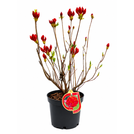 Rododendron (Azalka) Feuerwerk květináč,  C10