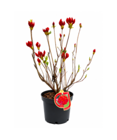 Rododendron (Azalka) Feuerwerk květináč,  C10