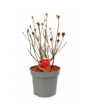 Rododendron (Azalka) Feuerwerk květináč,  C10