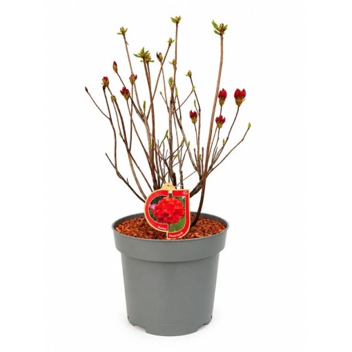 Rododendron (Azalka) Feuerwerk květináč,  C10