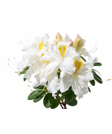 Rododendron (Azalka) Silver Slipper kontejner C10