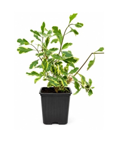Lonicera heckrottii ‘Variegata’ kontejner P9/C1