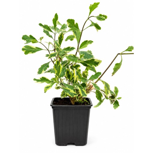 Lonicera heckrottii ‘Variegata’ kontejner P9/C1