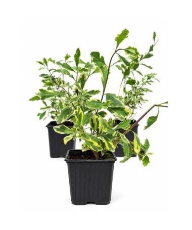 Lonicera heckrottii ‘Variegata’ kontejner P9/C1