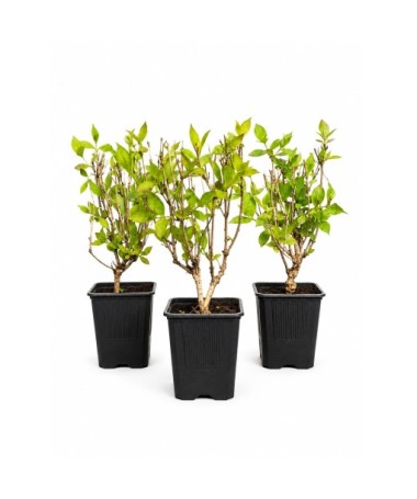 Weigela ‘Minuet’ kontejner P9/C1