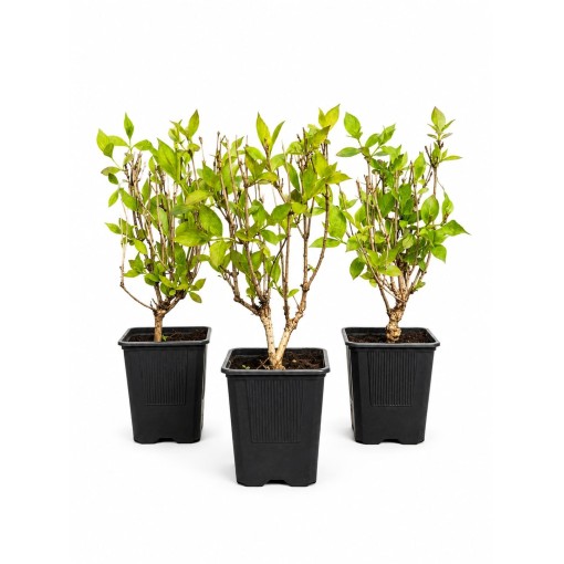 Weigela ‘Minuet’ kontejner P9/C1