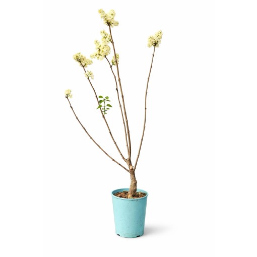 Šeřík obecný ‘Primrose’ C4 (roubování na podnoži)