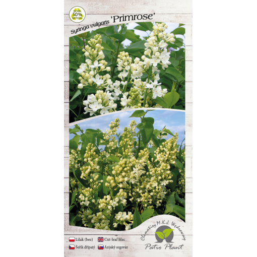 Šeřík obecný ‘Primrose’ C4 (roubování na podnoži)