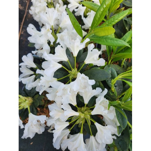 Rododendron (Azalka) Cunningham's White C4