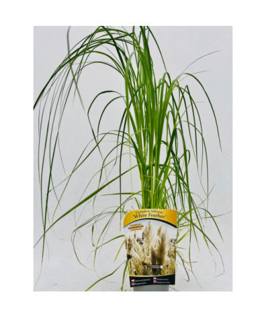 Pampová tráva White Feather P9/C1