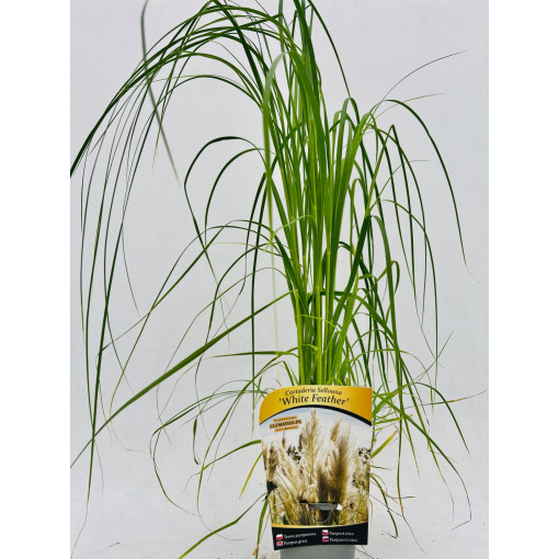 Pampová tráva White Feather P9/C1