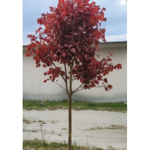 Javor mléčný ‘Royal Red’ C6 (roubování na podnoži)