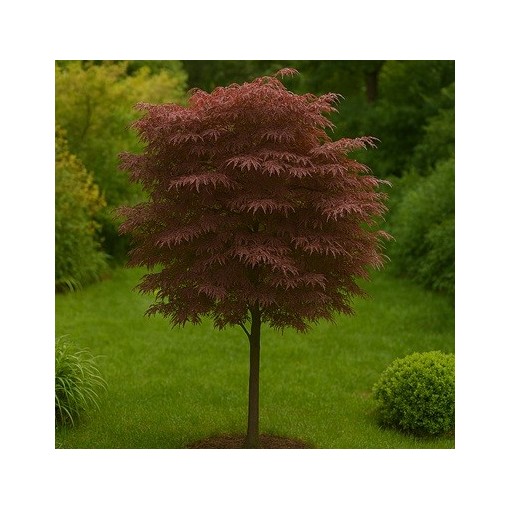 Javor klen ‘Atropurpureum’ C6 (roubování na podnoži)