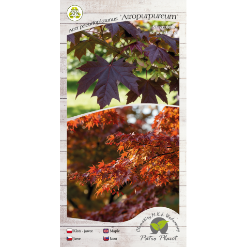 Javor klen ‘Atropurpureum’ C6 (roubování na podnoži)