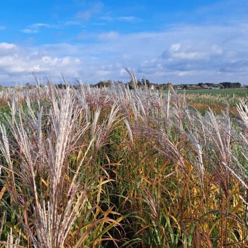 Čínský miscanthus 'Adagio' P9/C1