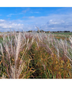 Čínský miscanthus 'Adagio' P9/C1