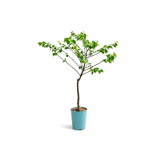 Mini Patio – Meruňka Aprigold, nádoba 4 l
