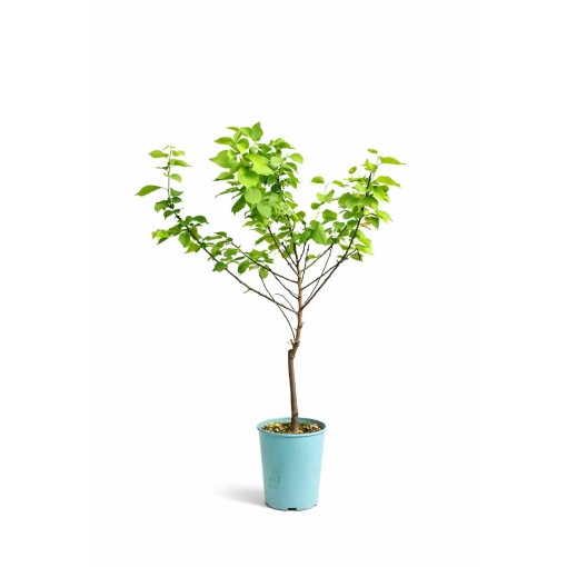 Mini Patio – Meruňka Aprigold, nádoba 4 l